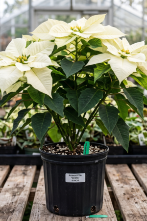 white poinsettia plant