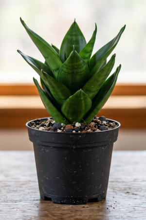 snake plant dwarf