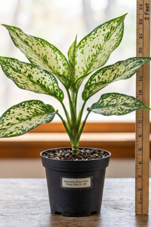 aglaonema snow white plant.