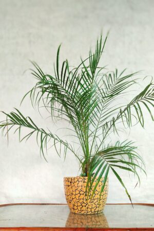 phonix palm