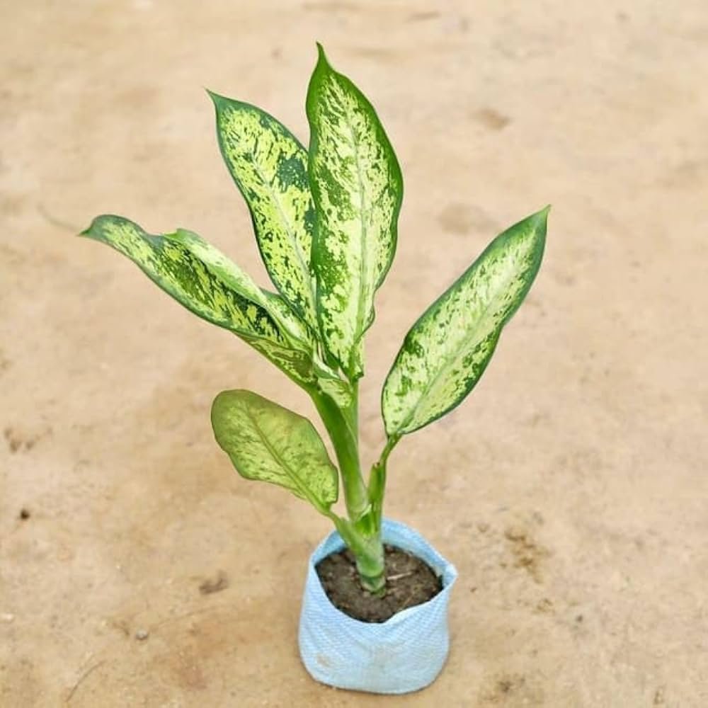 deiffin bachia pinky