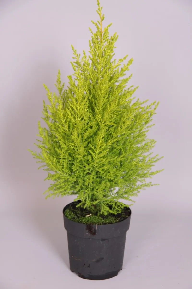 Golden Leyland Cypress - Maximum Plants Online Store