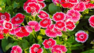 Dianthus Plants