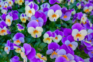 pansies flowers