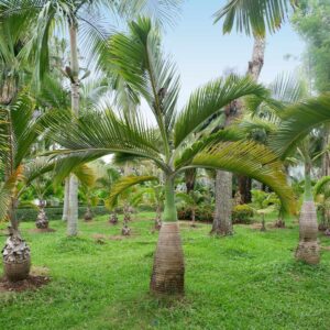 foxtail palms