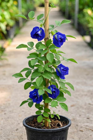 aparajita plant, butterfly pea.