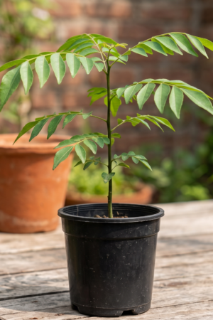 kadhi patta, curry leaf plant