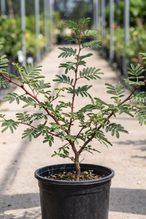 shami plant