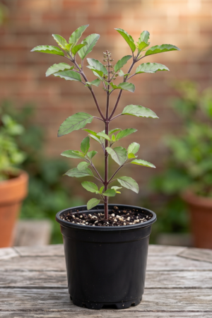 rama tulsi plant
