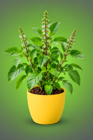Medicinal Plants