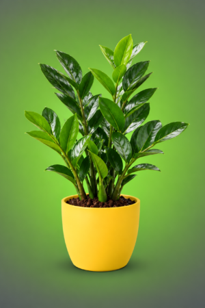 Office Table Plants