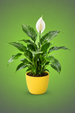 Air Purifying Plants