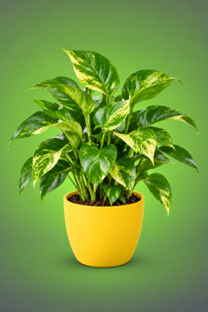 Indoor Plants
